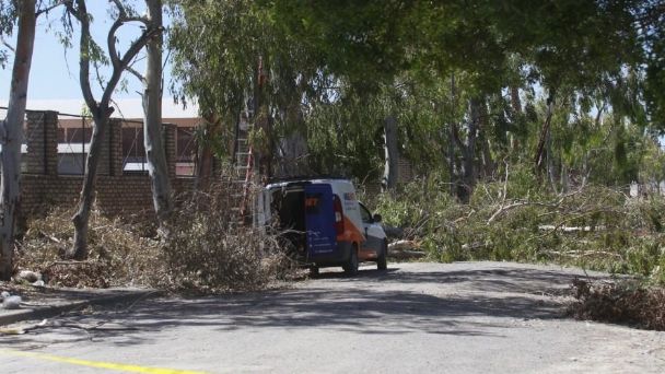 Un hombre murió en Viedma al caerle encima una rama de gran tamaño