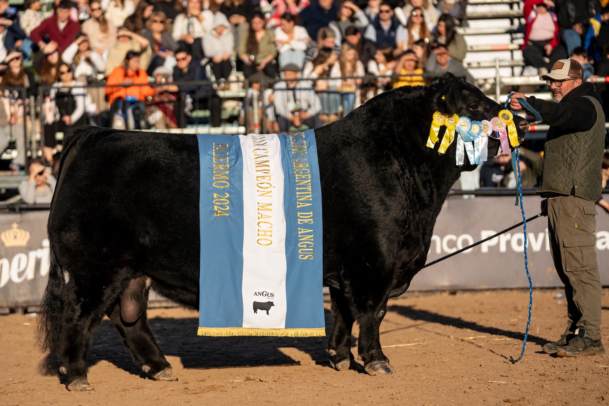 Premiaron a los Angus en la rural de Palermo