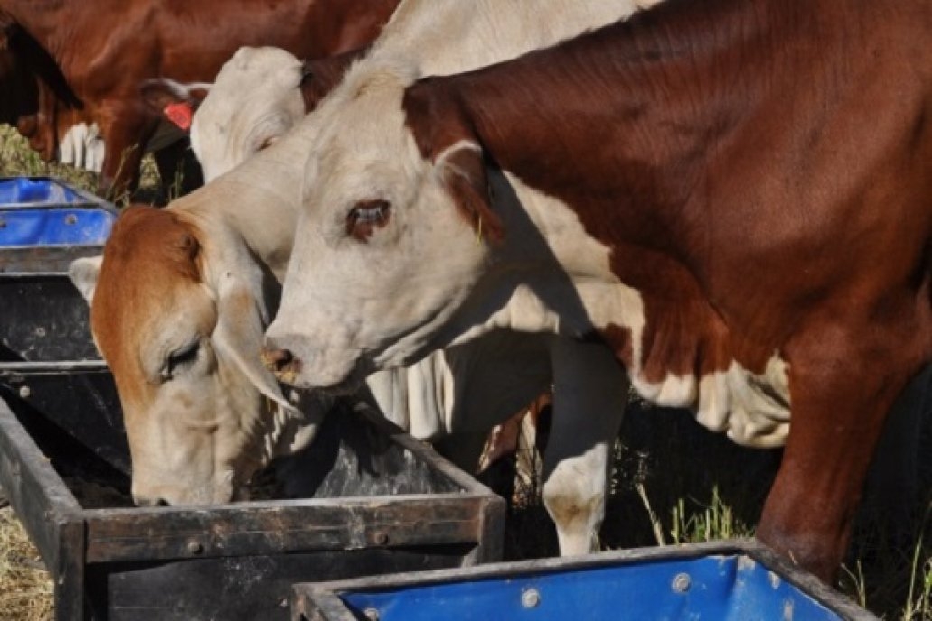 A partir del lunes se libera la exportación de vaca conserva y manufactura  a China